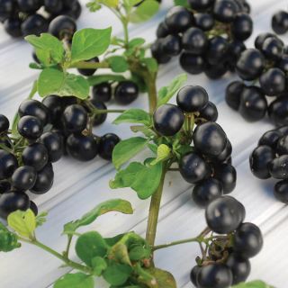 Garden Huckleberries Thumbnail